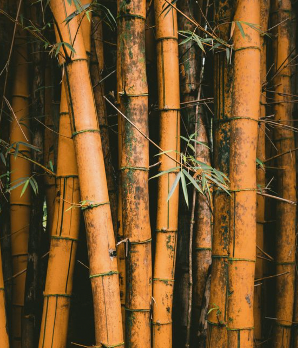 Bambú como alternativa sostenible