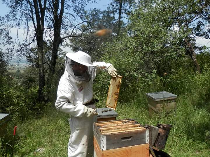 Cera y miel de abeja de comercio justo